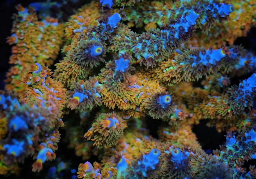 RR Garden of Eden