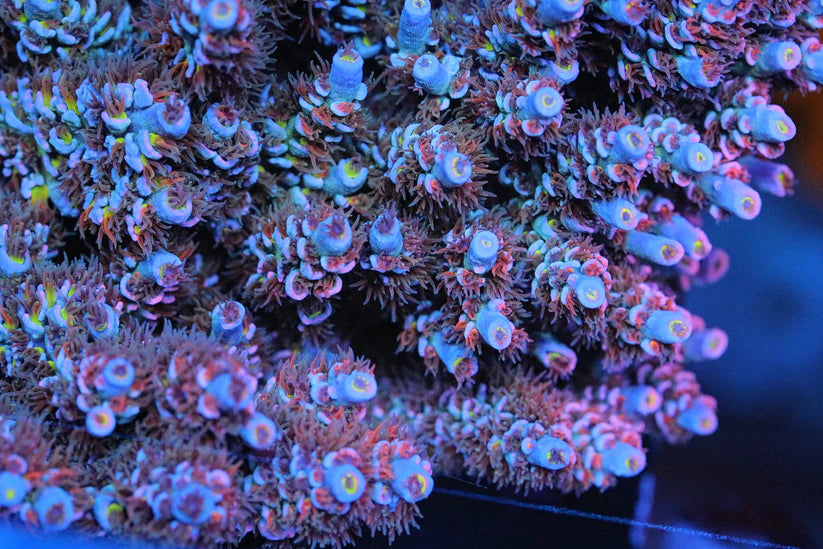 SRC Trollsice